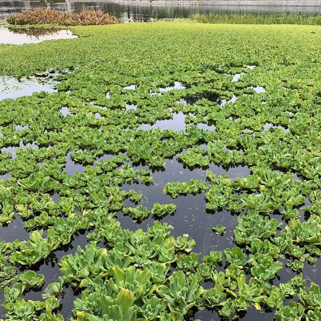 Water lettuce floats across Echo Park Lake